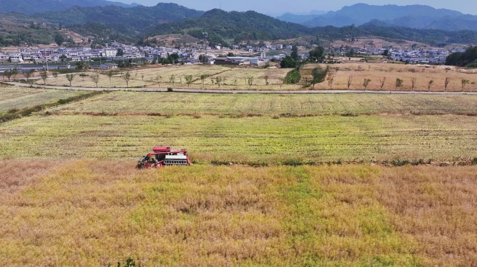 乡村振兴故事丨“花香”变“油香”！竹溪18万亩油菜绘“丰”景
