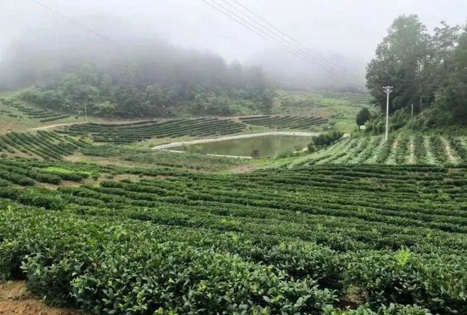 乡村振兴故事 | 竹溪顺风雨产业园三产“链”出致富路