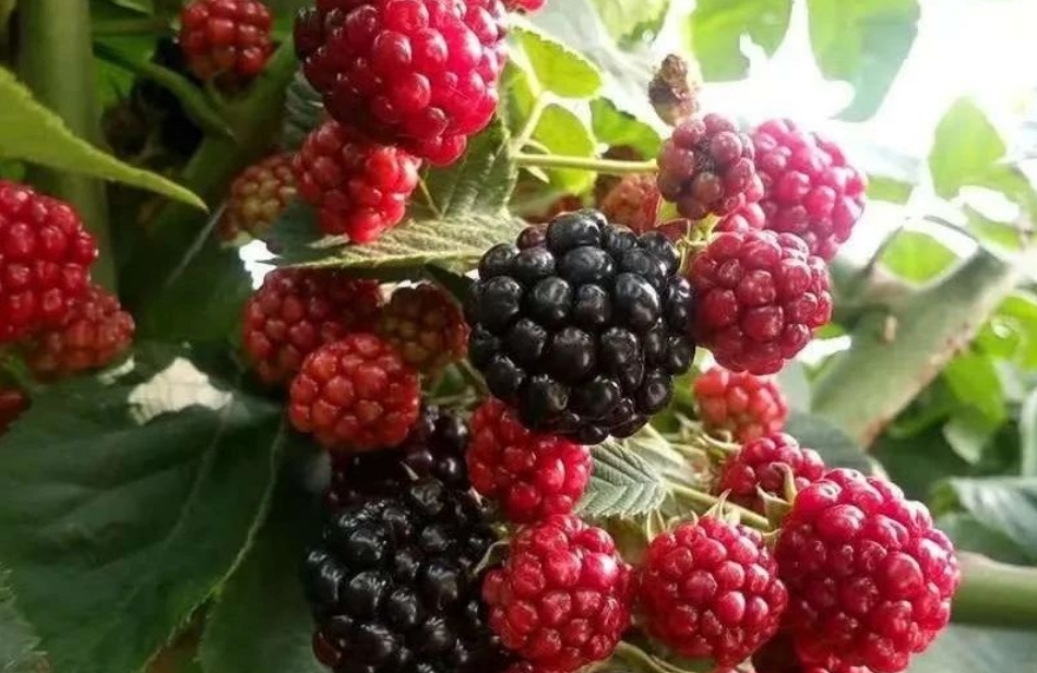 微信截图_20250320111446.png